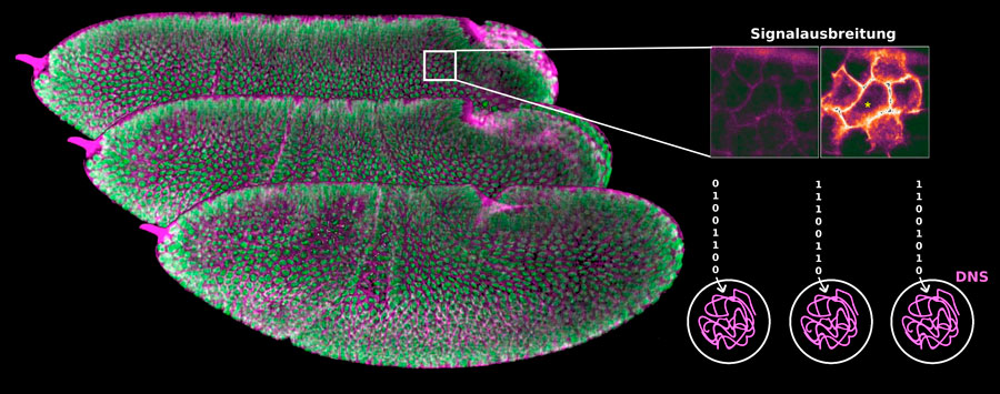 Stadien der Embryonalentwicklung von Drosophila/ Stages of embryonic development of drosophila