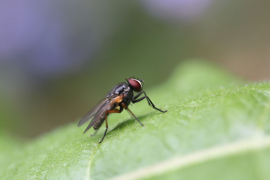 Fliege sitzt auf grünem Blatt/ Fly sitting on a green leaf