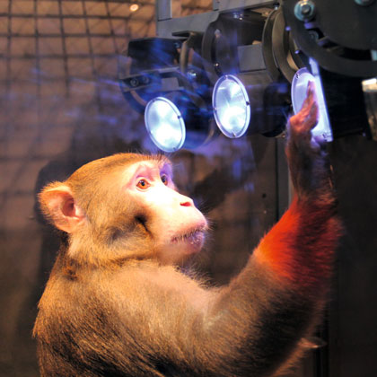 Rhesusaffe beim Training im Reach Cage/ A rhesus monkey learning to touch targets that are distributed in the “Reach Cage”