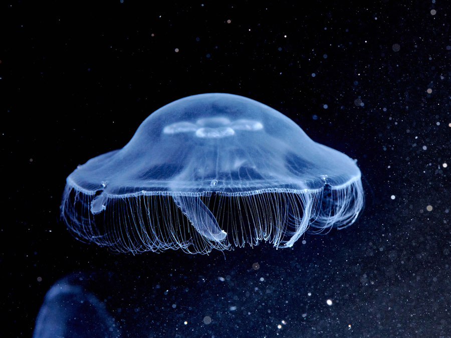 Ohrenqualle/ Moon jelly