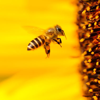 Biene vor gelber Blüte/ Bee in front of a yellow flower