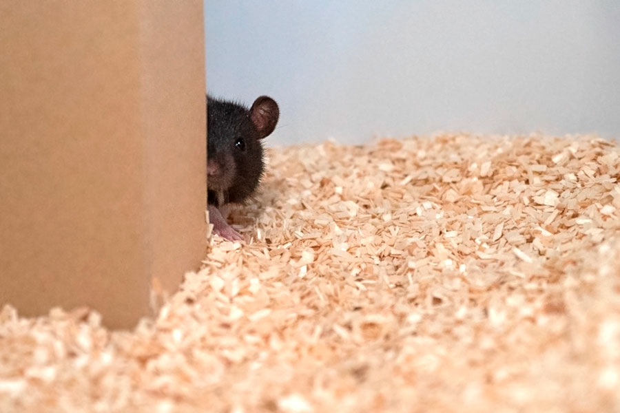 Eine Ratte beim Versteckspiel/ 