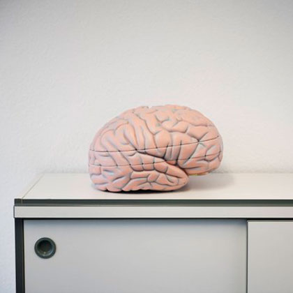 Modellgehirn auf Schrank/ Model brain on a desk
