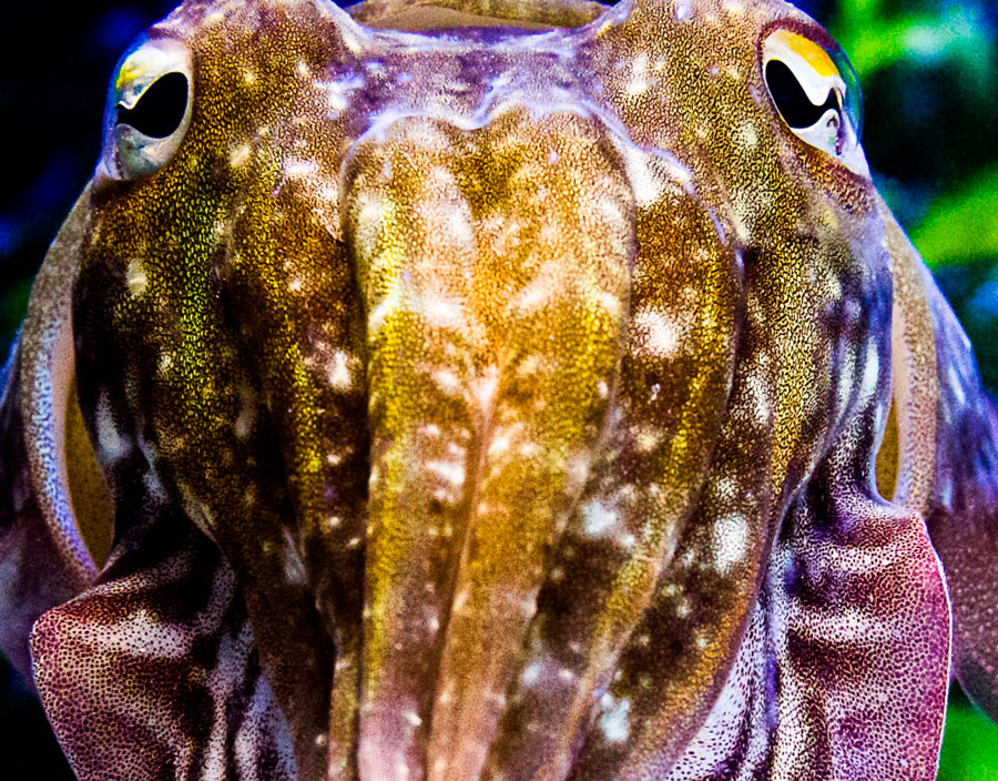 Cuttlefish/ Sepie