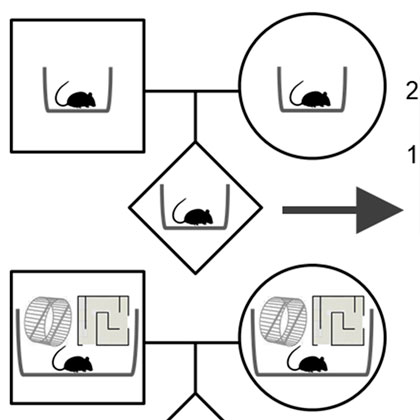 Grafik zur Plastizität des primären visuelle Kortex der Maus