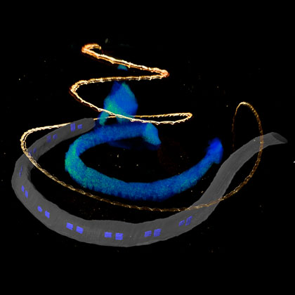 3D-Mikroskopische Aufnahme eines LED-basierten optischen Cochlea-Implantats
