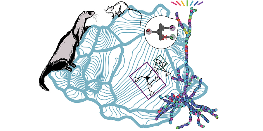 drawing mouse/ ferret neuronal Network