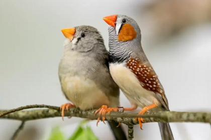 260311 Gomez Guzman 900x600